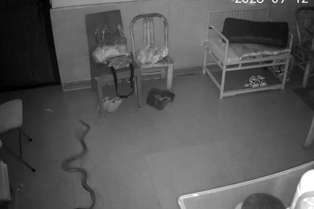 1.8米巨蛇闯入客厅，男子回看监控倒吸一口凉气：它居然还赖在屋里没走