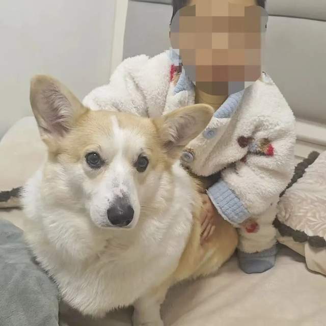 父亲外出遛狗期间，2岁幼童从18楼坠落不幸身亡，母亲最新回应