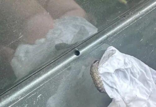 路边车现光滑小洞，夜蛾幼虫“啃车”惹祸：专家称无毒别慌，停车避坑看这里